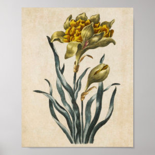Vintage Botânica Floral Daffodil Impressão