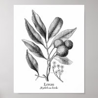 Vintage Botânica Ilustração Litchi Poster
