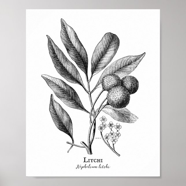 Vintage Botânica Ilustração Litchi Poster (Frente)