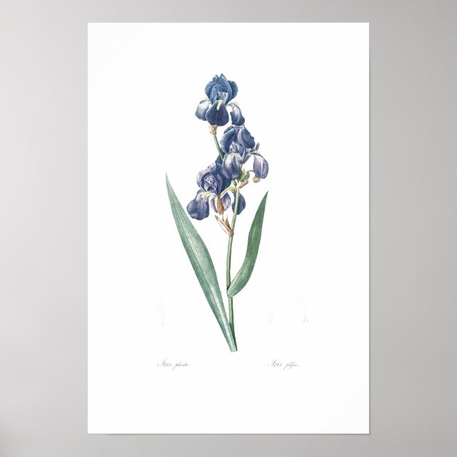 VINTAGE BOTÂNICA "IRIS" REDOUTÉ POSTER (Frente)