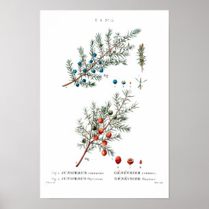 VINTAGE BOTÂNICA "JUNIPER" REDOUTÉ POSTER