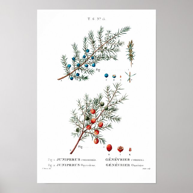 VINTAGE BOTÂNICA "JUNIPER" REDOUTÉ POSTER (Frente)
