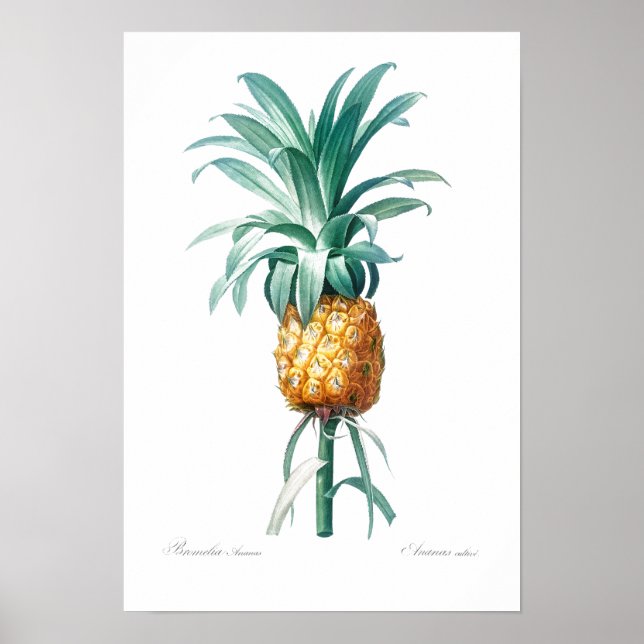 VINTAGE BOTÂNICA "PINEAPPLE" REDOUTÉ POSTER (Frente)