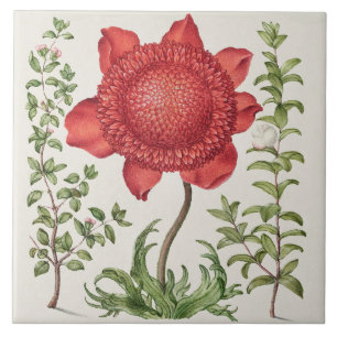 Vintage Botanical
