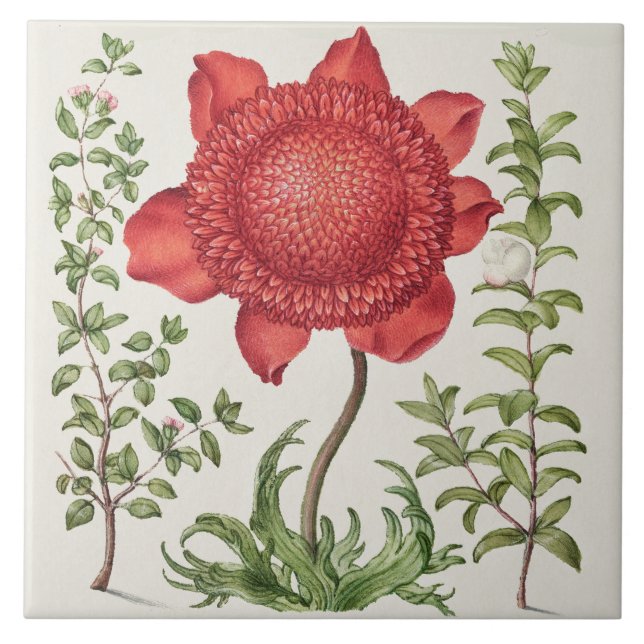 Vintage Botanical (Frente)