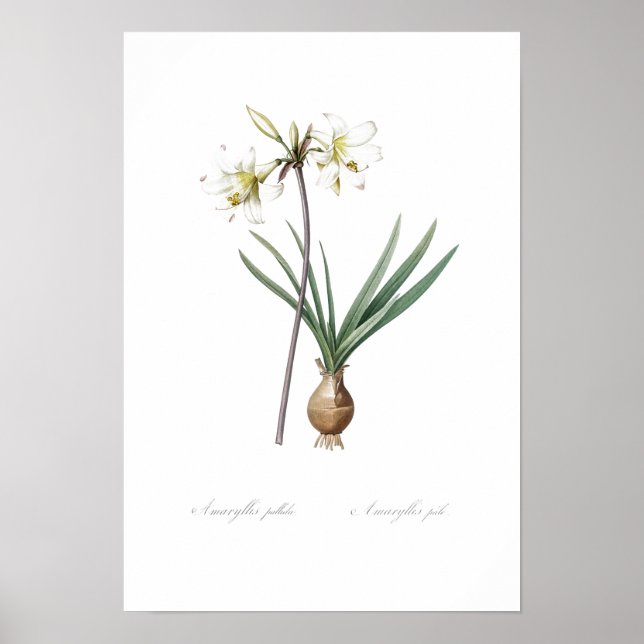 VINTAGE BOTANICAL BELLADONNA LILY POSTER (Frente)