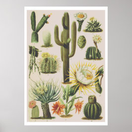 Vintage Botanical Cactus Illustration Poster
