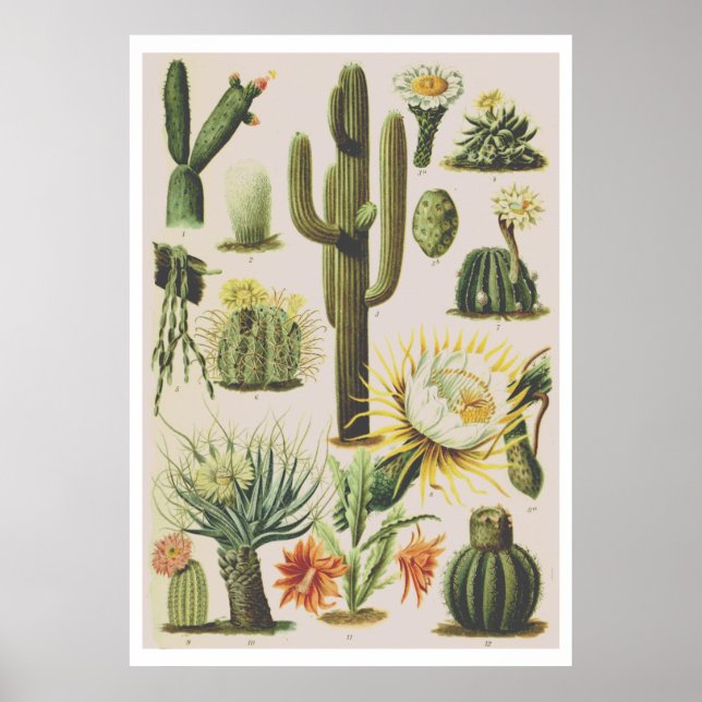 Vintage Botanical Cactus Illustration Poster (Frente)