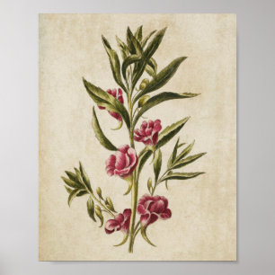 Vintage Botanical Floral Balsam Impressão