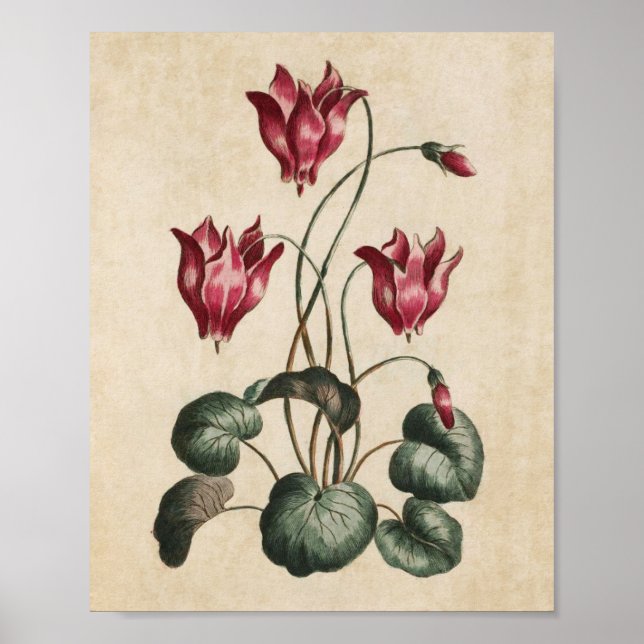 Vintage Botanical Floral Cyclamen Impressão (Frente)