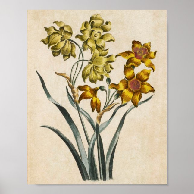 Vintage Botanical Floral Jonquil Impressão (Frente)