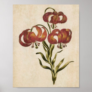 Vintage Botanical Floral Mountain Lily Impressão