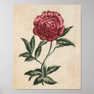 Vintage Botanical Floral Peony Impressão