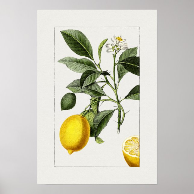 Vintage Botanical Illustration Poster (Frente)