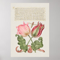 Vintage Botanical Illustration Poster
