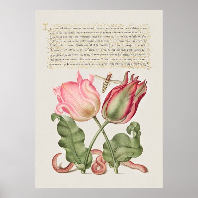 Vintage Botanical Illustration Poster (Frente)