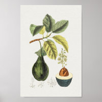 Vintage Botanical Illustration Poster
