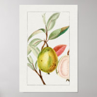 Vintage Botanical Illustration Poster