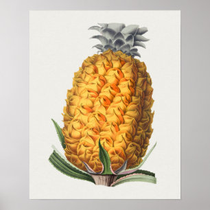 Vintage Botanical Illustration Poster