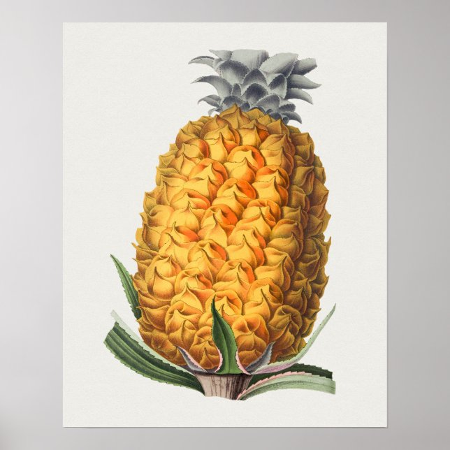 Vintage Botanical Illustration Poster (Frente)