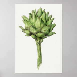 Vintage Botanical Illustration Poster