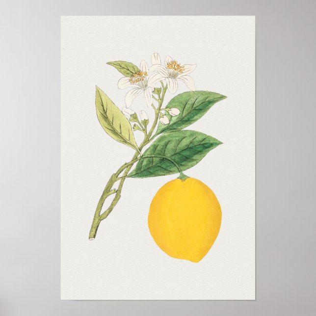 Vintage Botanical Illustration Poster (Frente)
