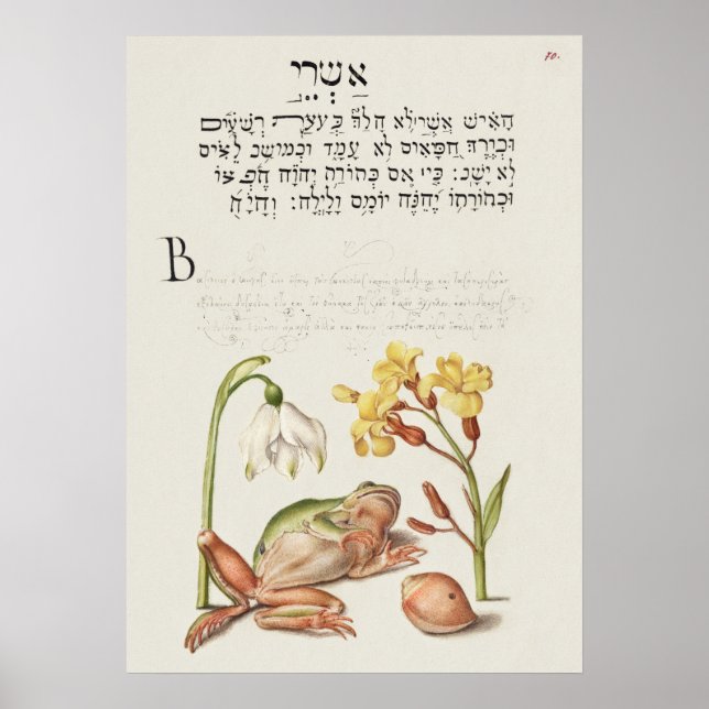 Vintage Botanical Illustration Poster (Frente)