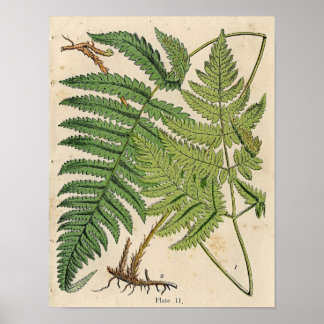 Vintage Botanical Impressão - Ferns