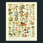 Vintage Botanical Impressão Mushroom Science Poste<br><div class="desc">Reprodução da famosa ilustração do cogumelo Adolphe Millot,  de 1909,  intitulada 'Champignons'</div>