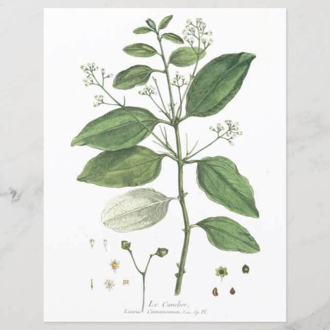 Vintage Botanical, La Canelier (Frente)