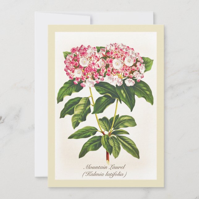 Vintage Botanical Mountain Laurel Flower (Frente)