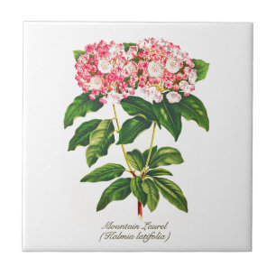 Vintage Botanical Mountain Laurel Flower