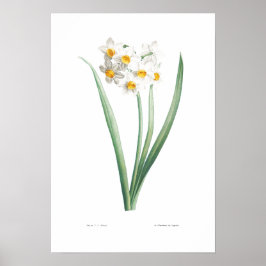 VINTAGE BOTANICAL NARCISSUS POSTER