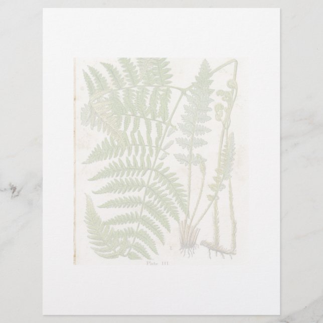 Vintage Botanical Page - Fern (Frente)