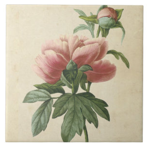 Vintage Botanical Peony
