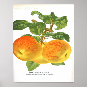 Vintage Botanical Poster - Apple