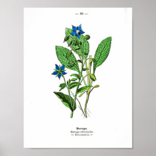 Vintage Botanical Poster - Borage
