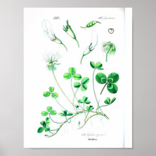 Vintage Botanical Poster - Clover