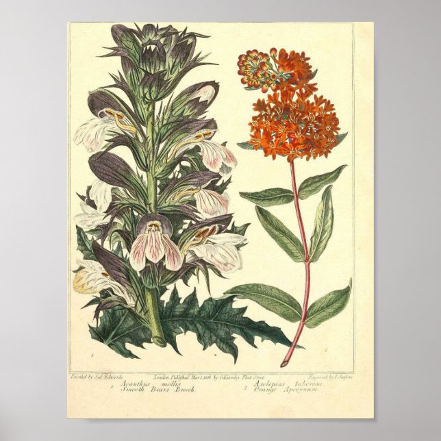 Vintage Botanical Poster - Flor Selvagem (Frente)
