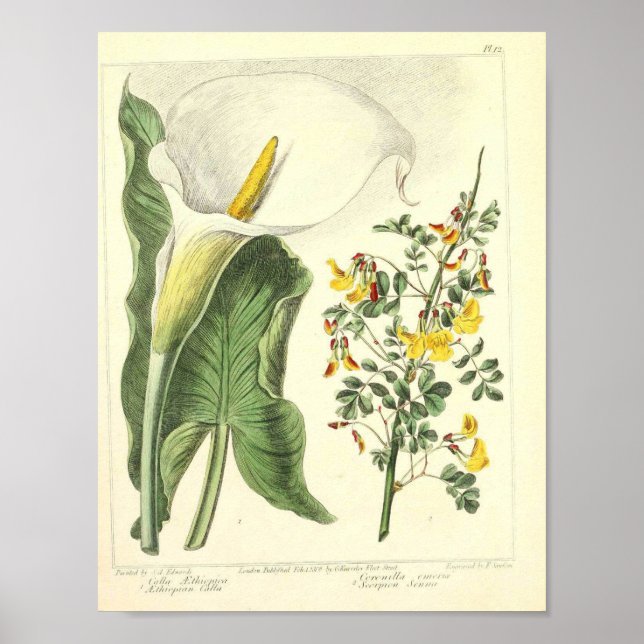 Vintage Botanical Poster - Flor Selvagem (Frente)