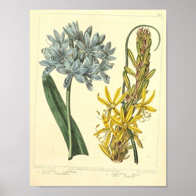 Vintage Botanical Poster - Flor Selvagem (Frente)