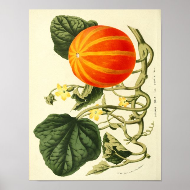 Vintage Botanical Poster - Pumpkin (Frente)