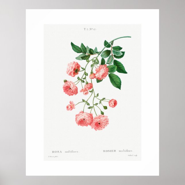 VINTAGE BOTANICAL RAMBLER ROSA POSTER (Frente)