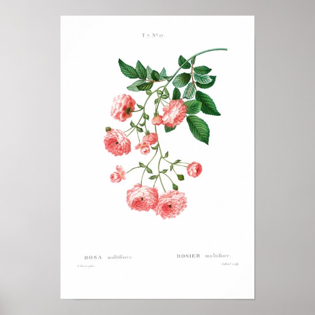 VINTAGE BOTANICAL RAMBLER ROSA POSTER (Frente)