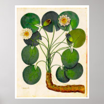 Vintage Botanical Waterlily Poster