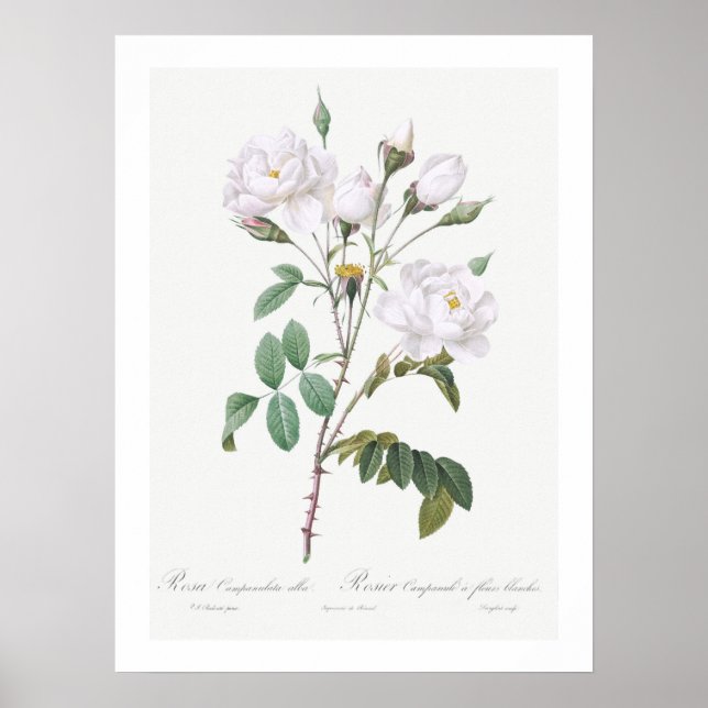VINTAGE BOTANICAL WHITE ROSE ILLUSTRATION POSTER (Frente)