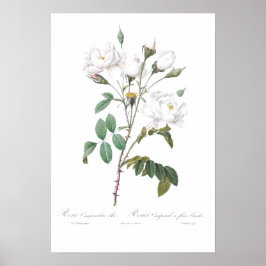 VINTAGE BOTANICAL WHITE ROSE ILLUSTRATION POSTER