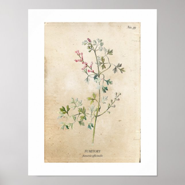 Vintage Botanical Wildflower Poster (Frente)