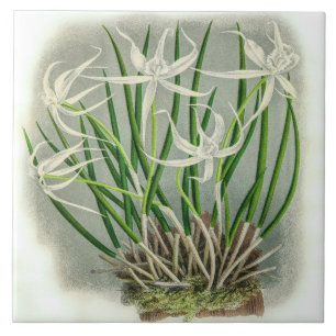 Vintage Brassavola Cuculatta Orchid Flower