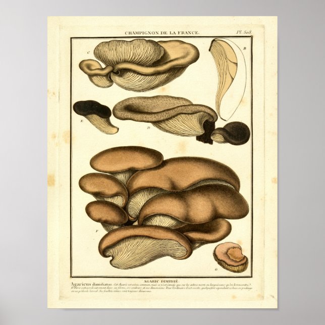 Vintage Brown Mushroom French Art Impressão (Frente)